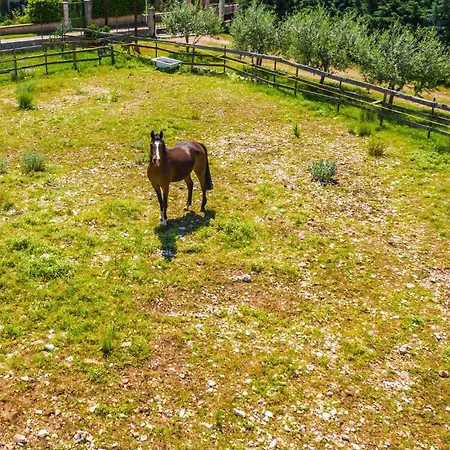 Pet Friendly In With Kitchen Krnica